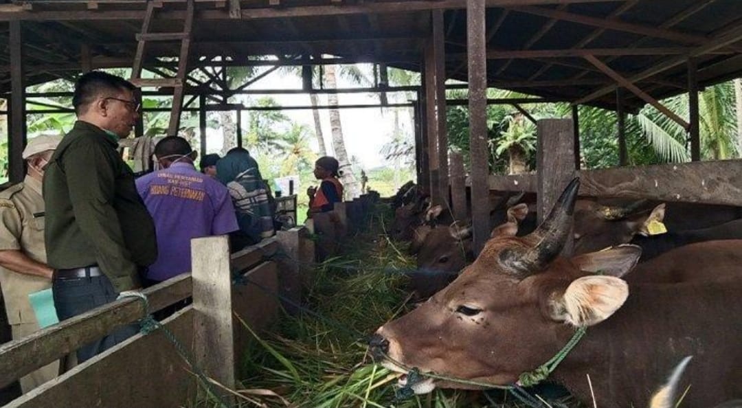 Menjelang Idul Adha Dinas Pertanian Hst Cek Kesehatan Hewan