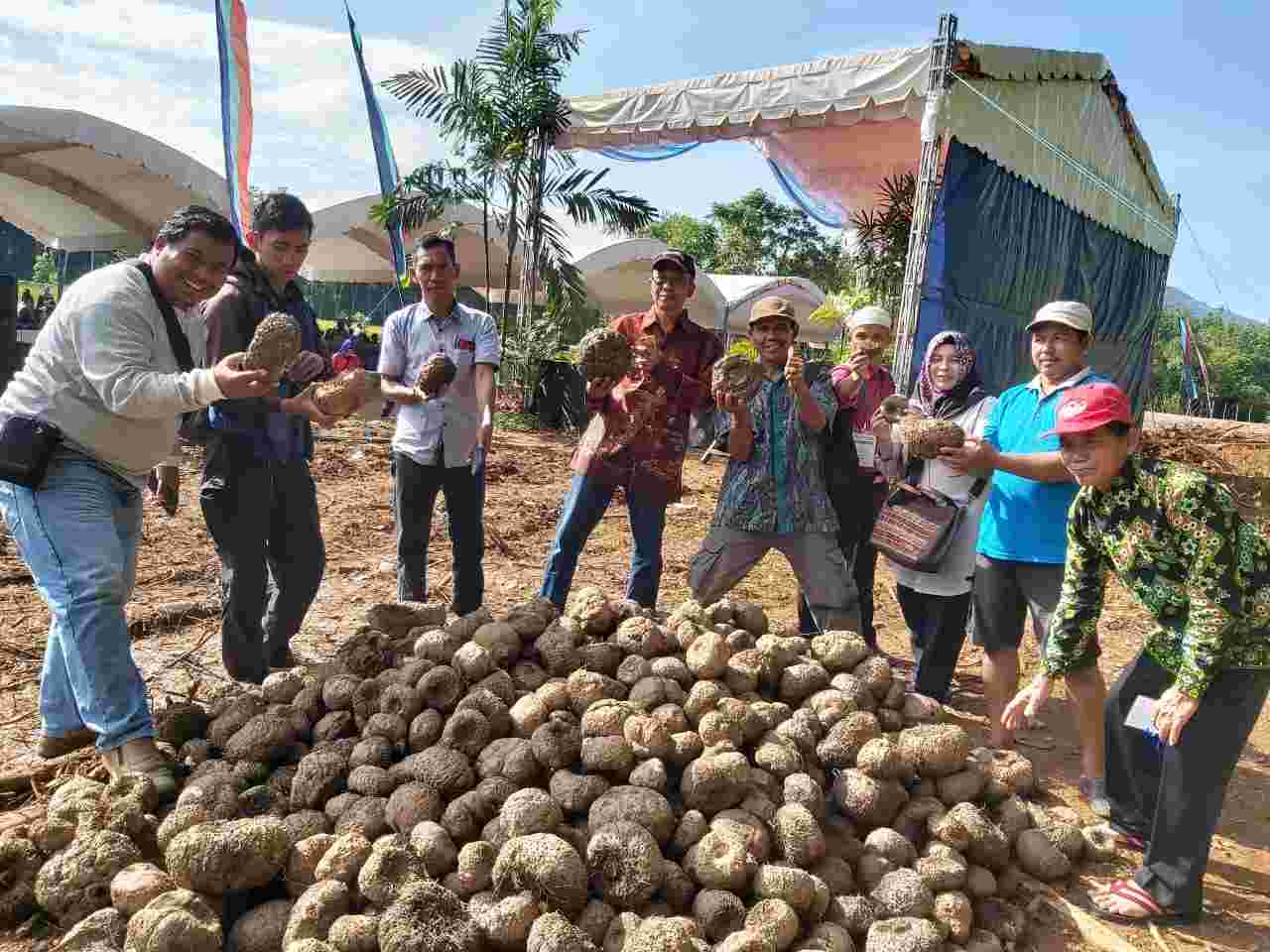 Kalsel Berpotensi Jadi Lumbung Porang  Nasional Barito Post